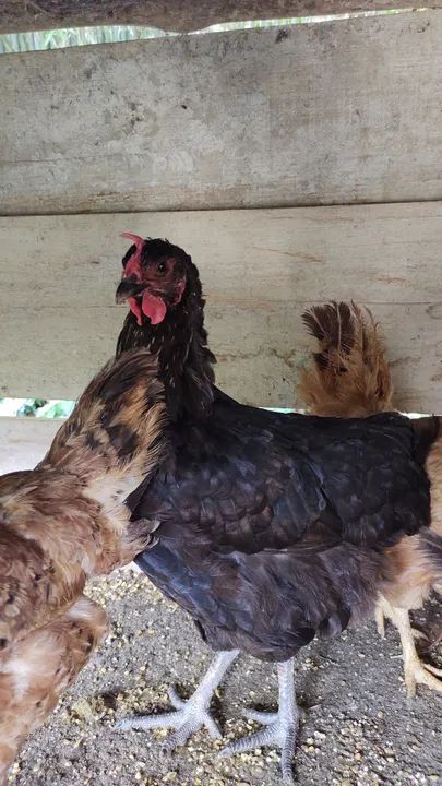 Galo Carijó e Galinhas - Foto 5