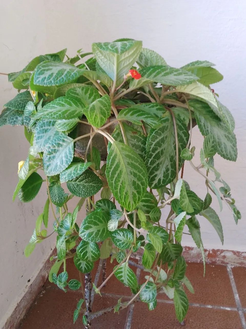 Tapete de Rainha Amarela e Vermelha - Foto 2
