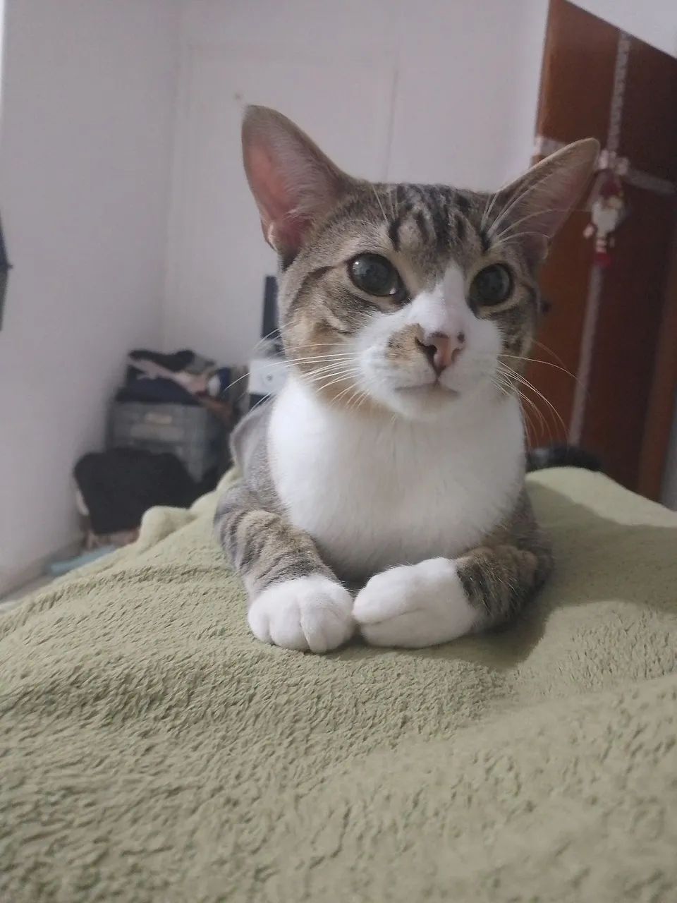 Doa se gato macho  - Foto 2