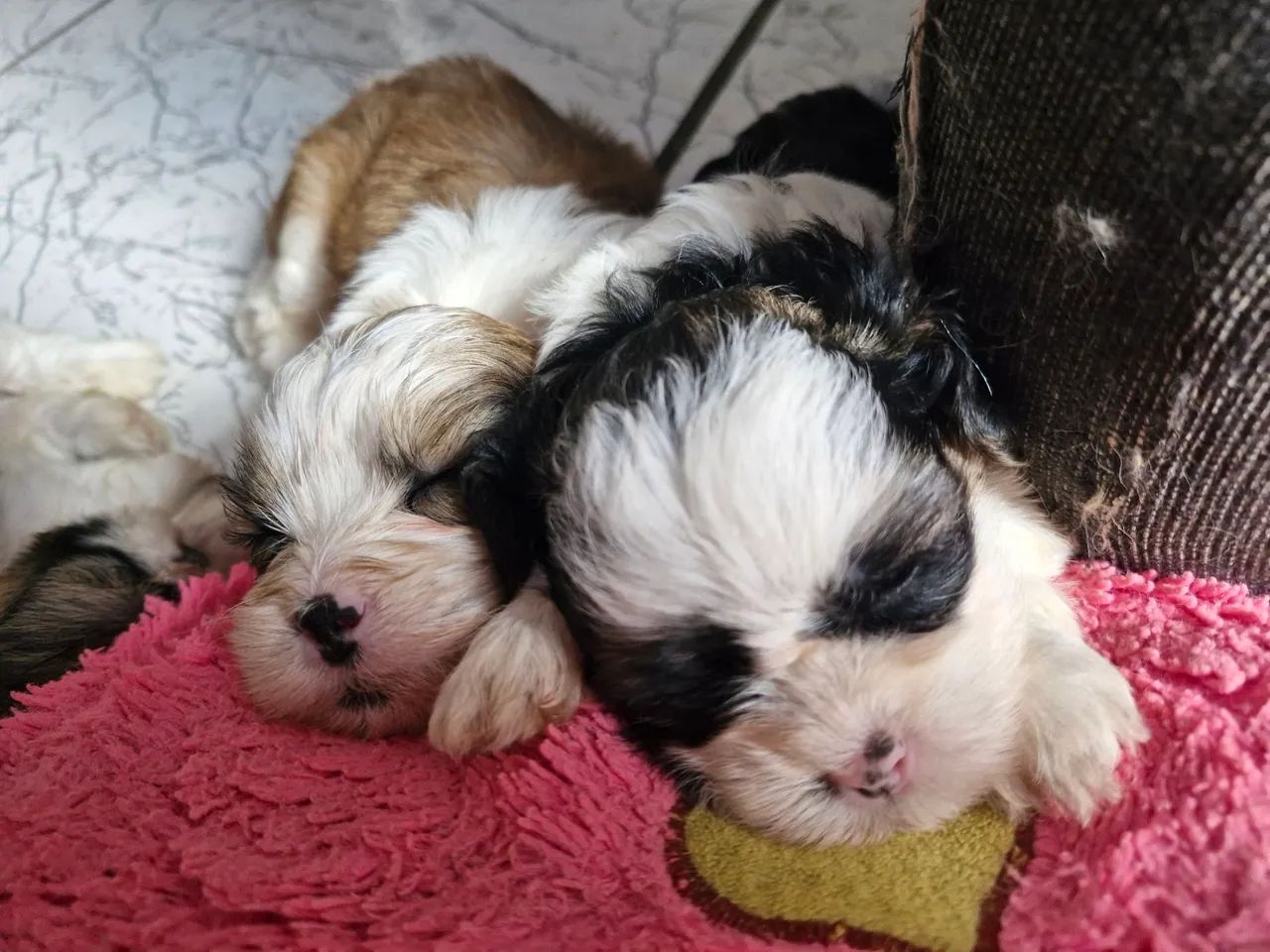 Filhotes de Shih Tzu a venda - Foto 4