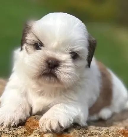 Shih tzu temos total segurança no transporte 