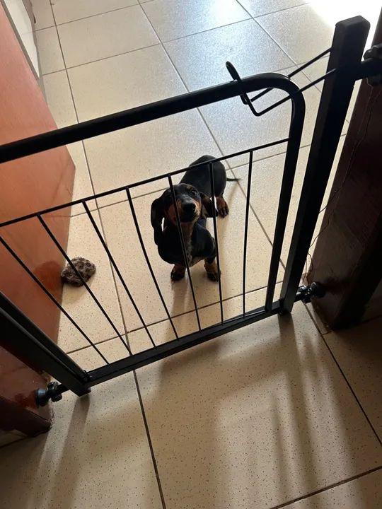 Basset filhote ( salsicha )