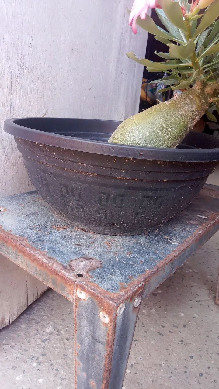 Planta ornamental  - Foto 5