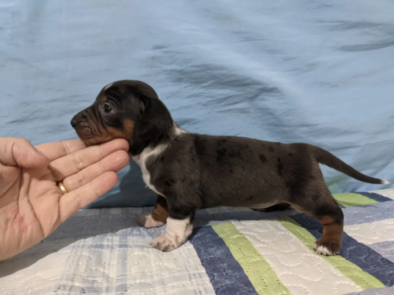 Fêmea Dachshund exótica.