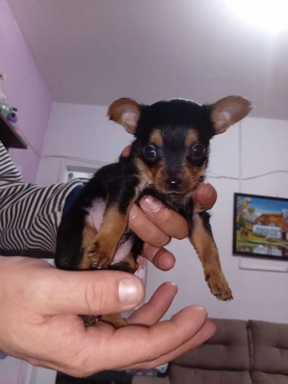 Yorkshire com Pinscher  - Foto 2