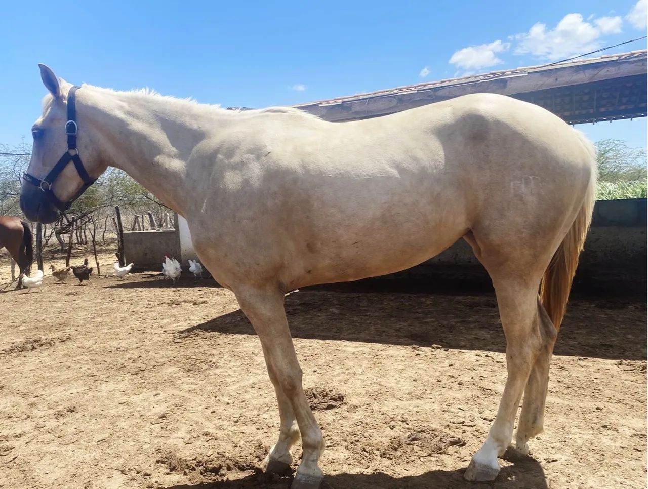 Égua Adaptável (Puxar/Esteirar) - Foto 3