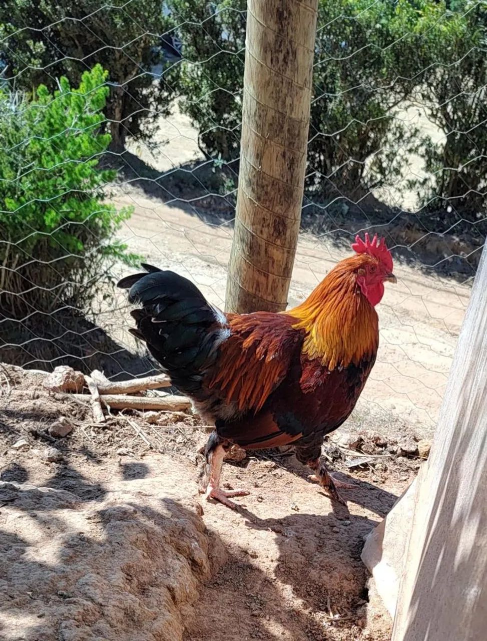 Frango caipira  - Foto 4