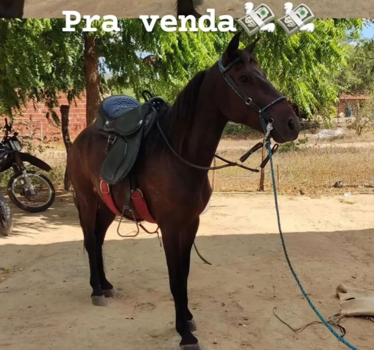 Cavalo,marcha picada - Foto 2