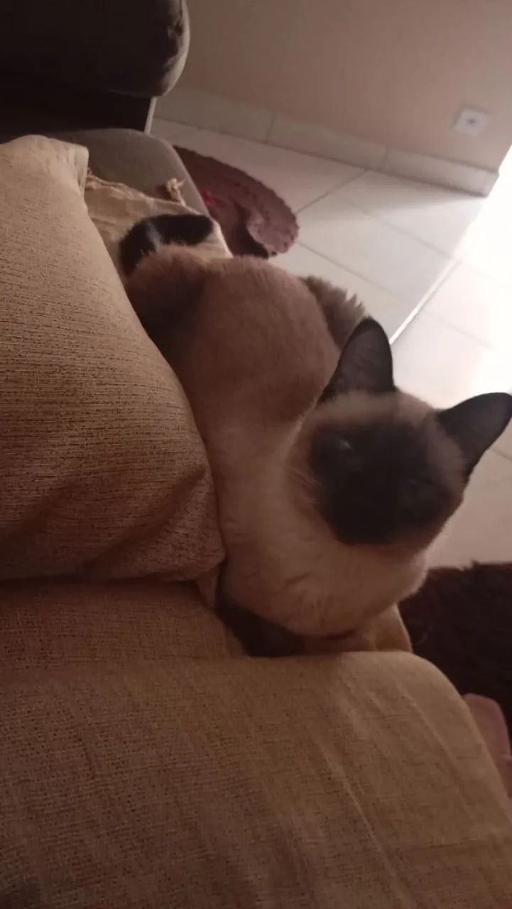 Doa se linda  gatinha siamês!