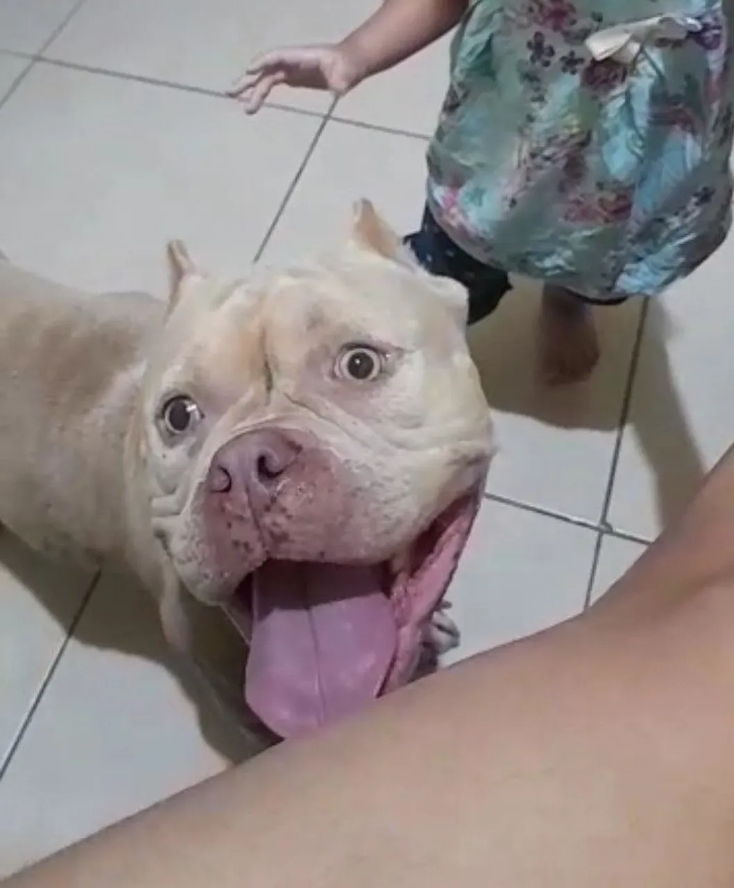 Exotic Bully Fêmea