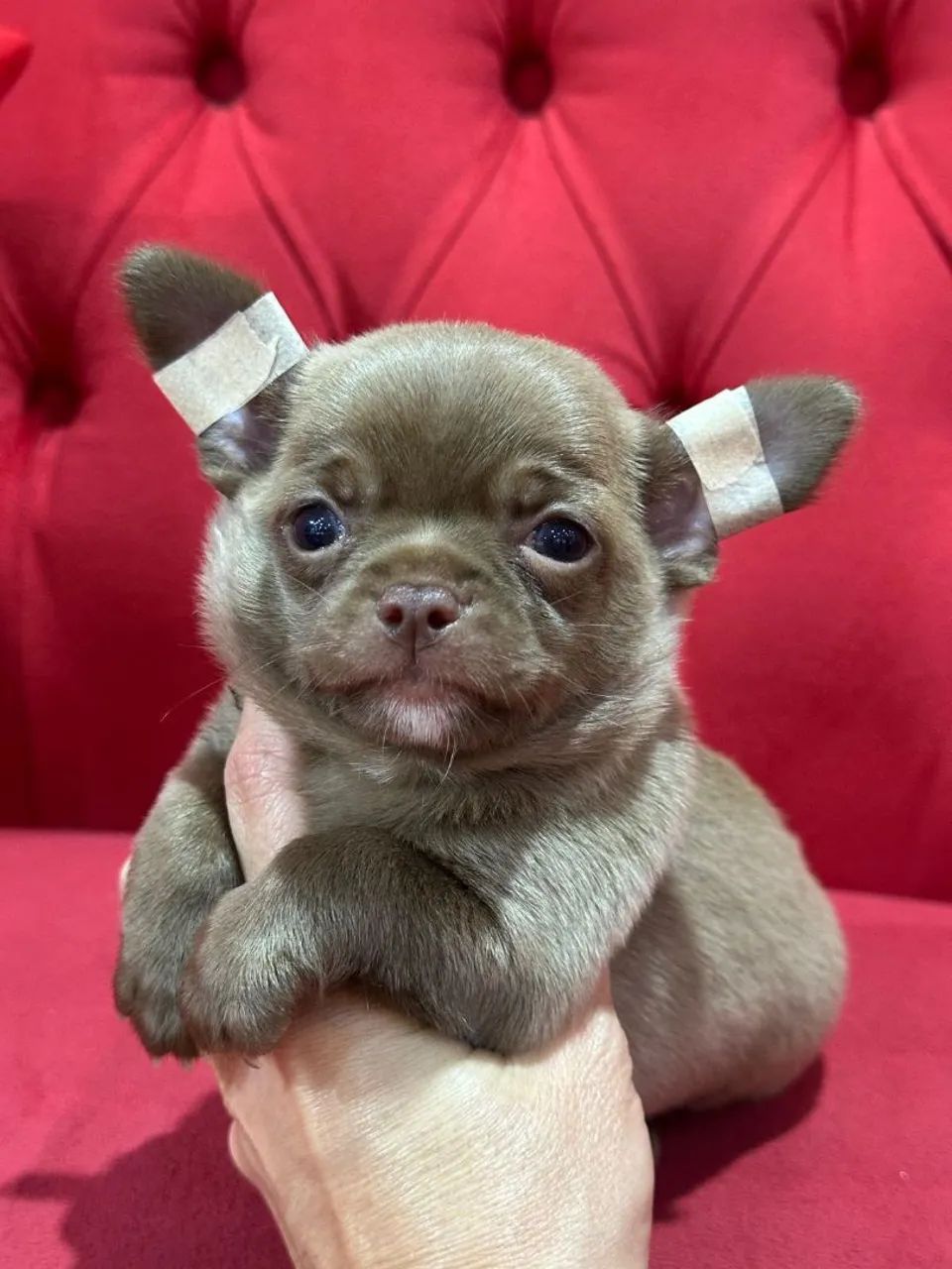 Chihuahua. Um lindo rapazinho Pêlo curto na cor Chocolate diluído pronto para te alegrar !