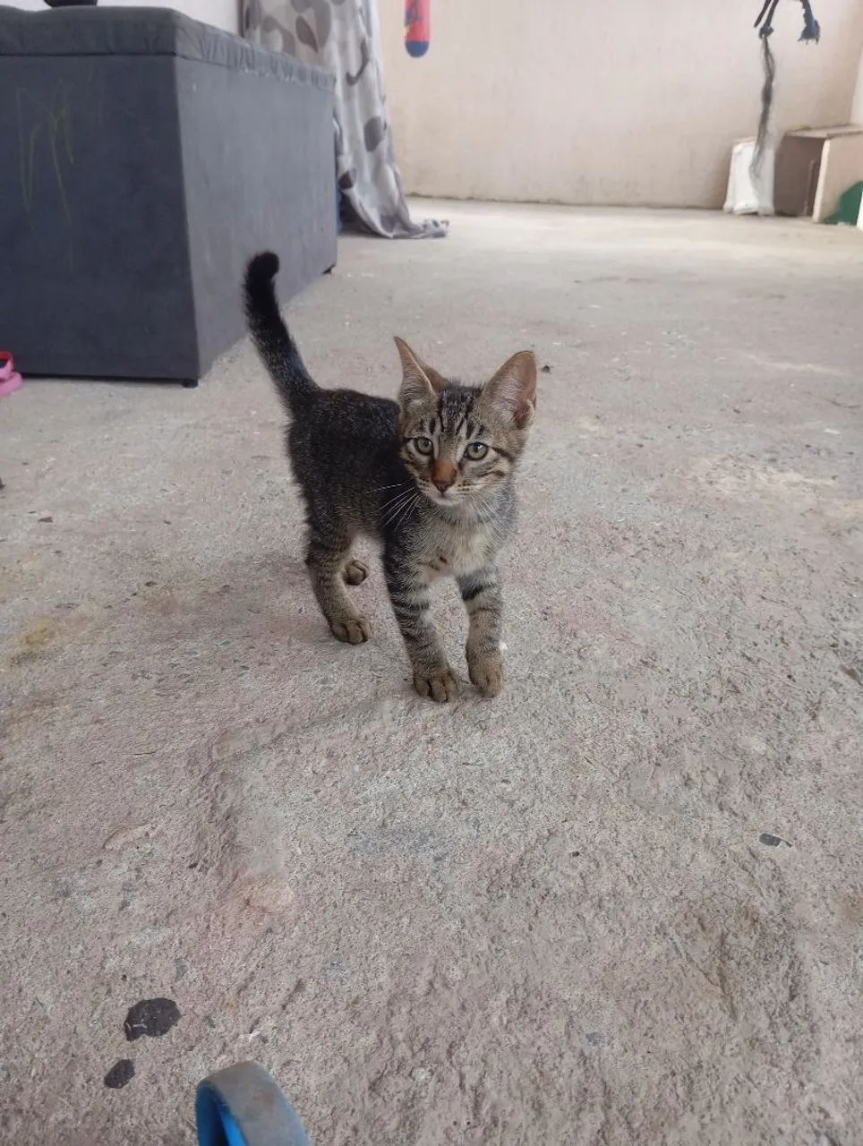 Doação de gatinhos - Foto 2