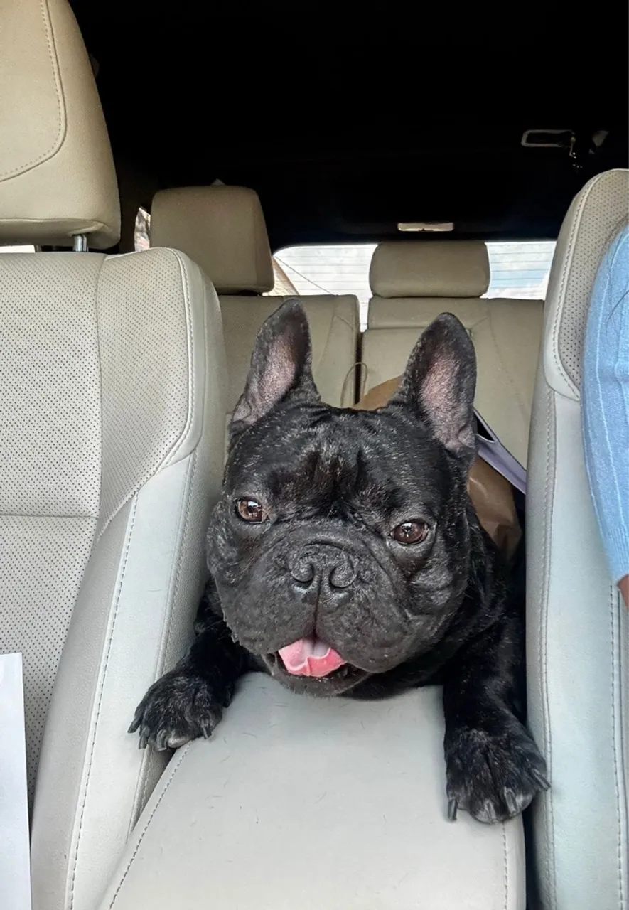 Namorada para Bulldog Francês