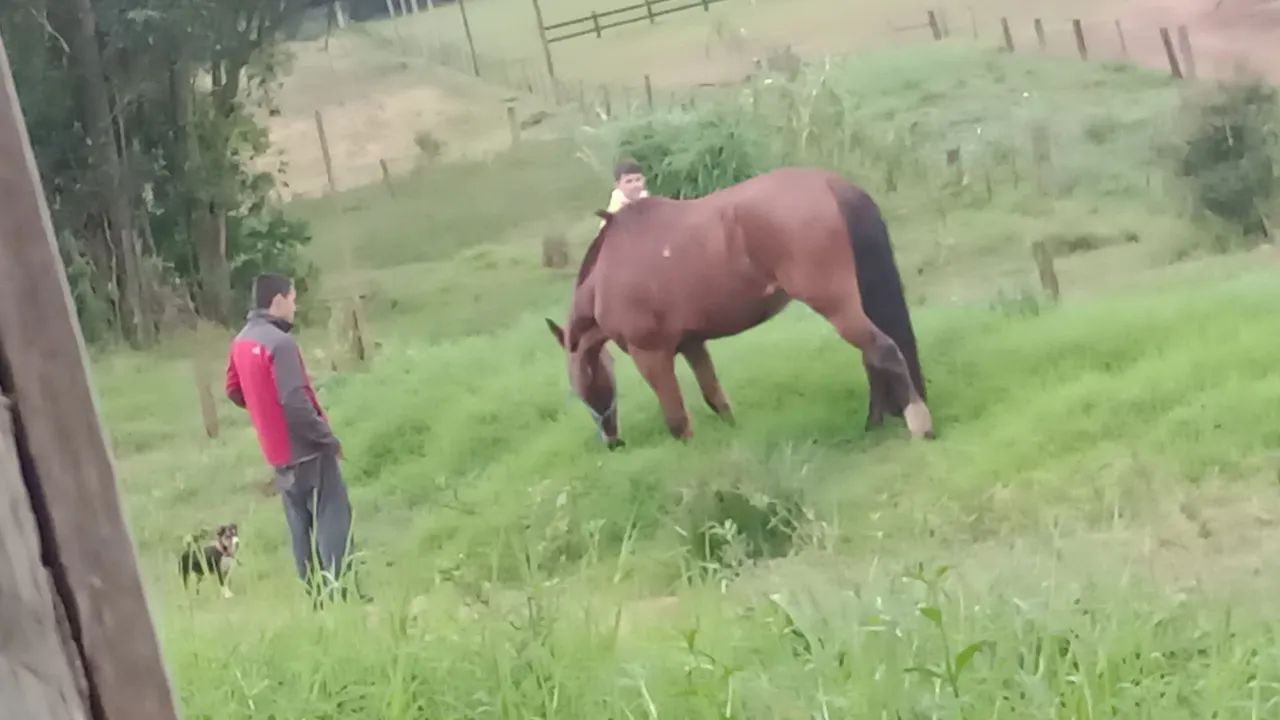 Cavalo para venda - Foto 4