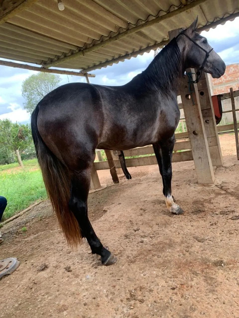 Potro manga larga  - Foto 2