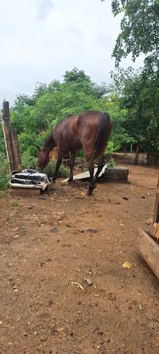 Quarto de milha - Foto 5