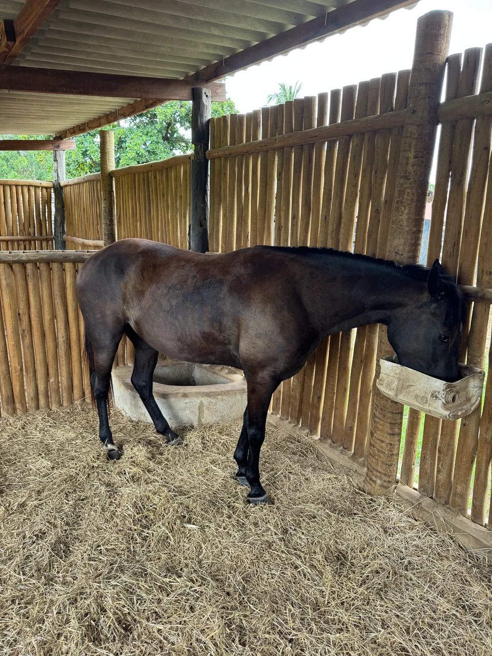 Egua 1/2 Quarto de Milha - Foto 3