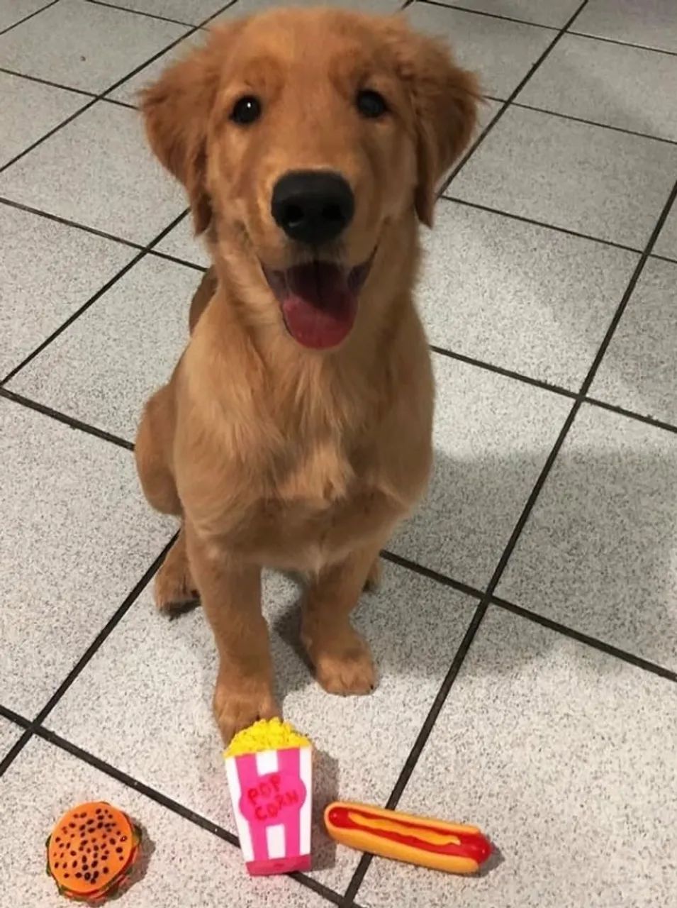 Golden Retriever MACHO 