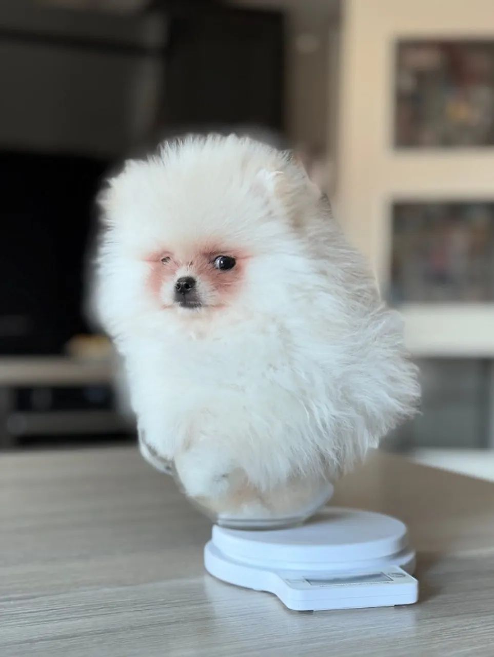 Fofuxos Doguinhos Spitz Alemao