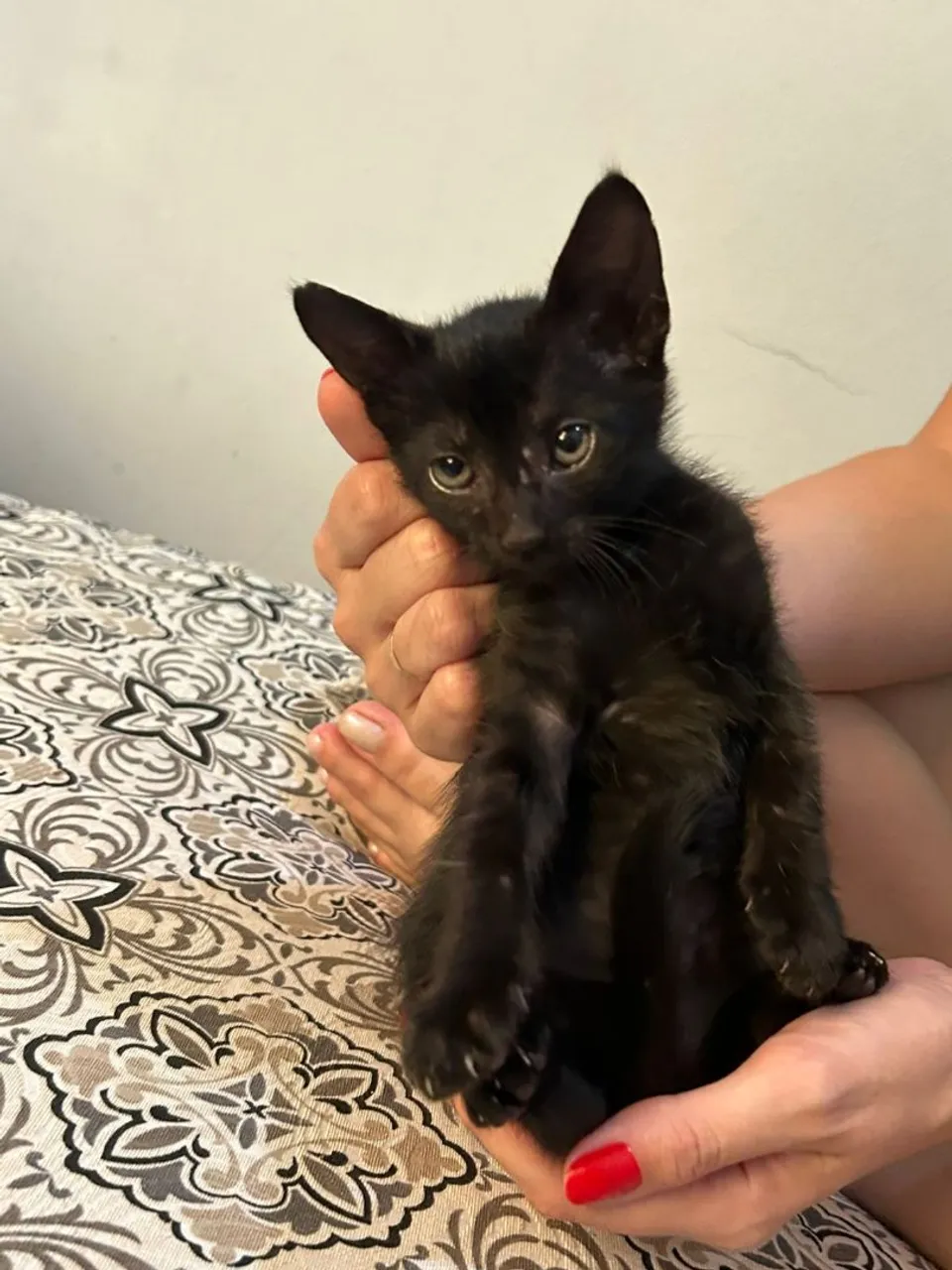 Gatinho Preto para Adoção