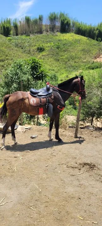 Vendo ou troco Égua MM 9 anos