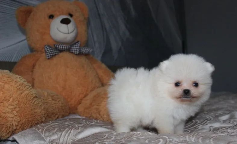 Fofuxos Doguinhos Spitz Alemao - Foto 2