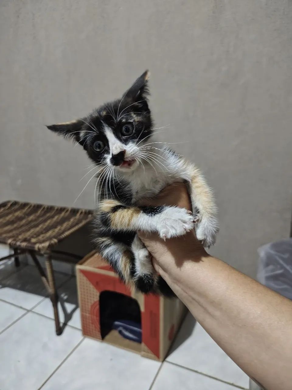 Doação de gatinha ? - Foto 2