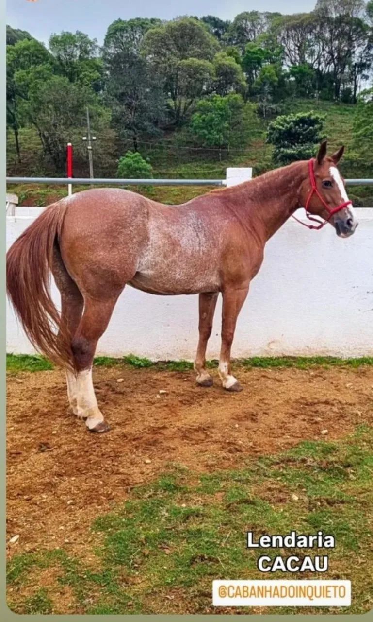 Égua quarto de milha bem domada e mansa.
