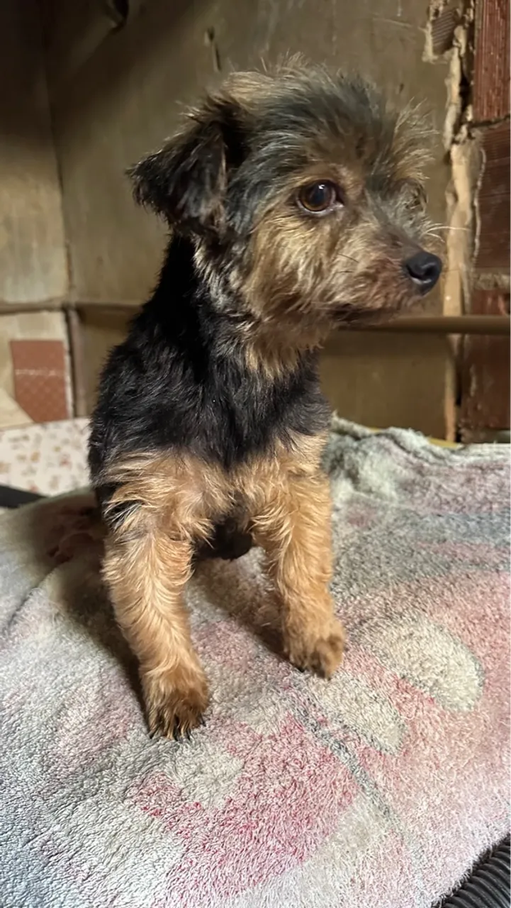 Filhote de Yorkshire Terrier para adoção!