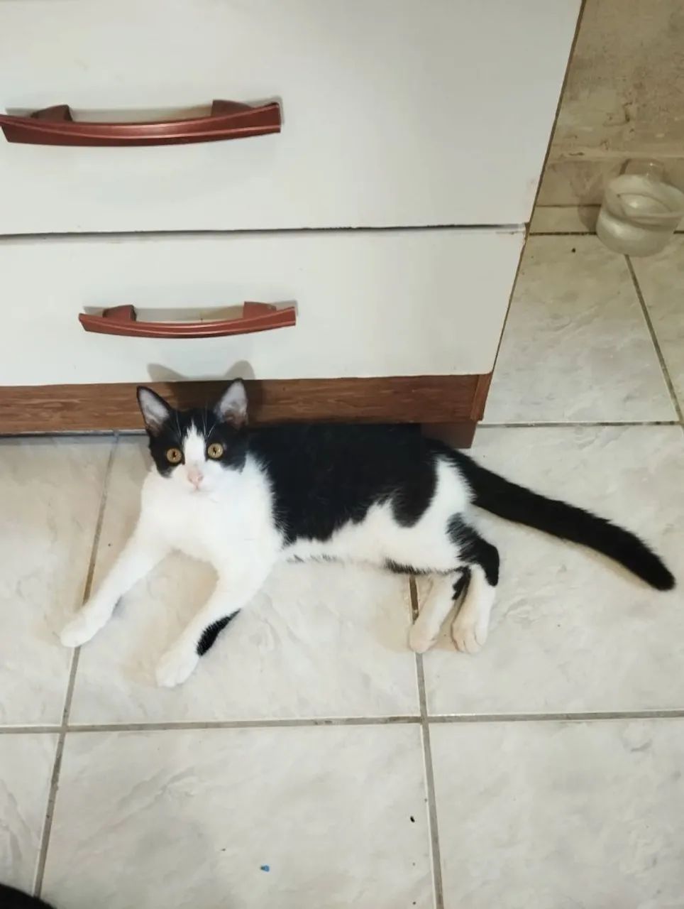 Gatinha preto e branco disponível para adoção - Foto 2