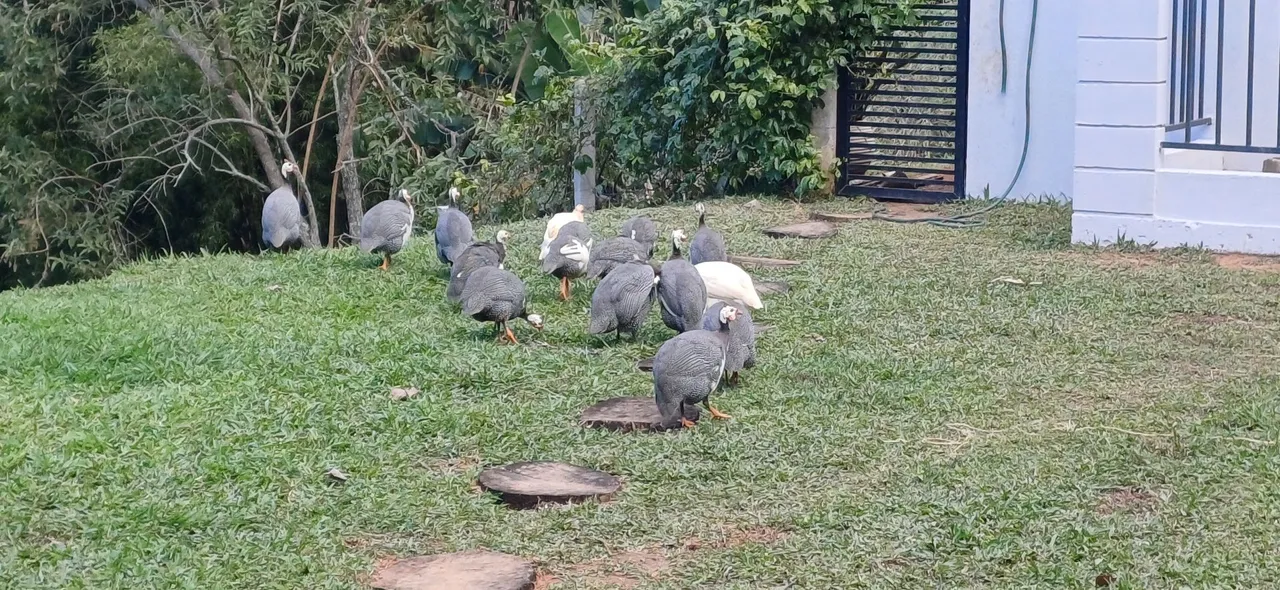 Aves domésticas - Galinhas d'angola