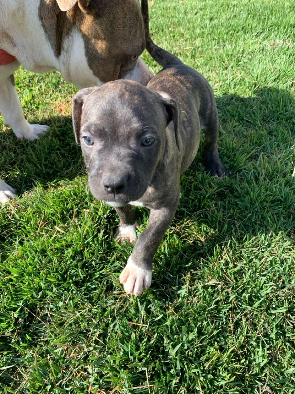 Linda fêmea de American Bully 
