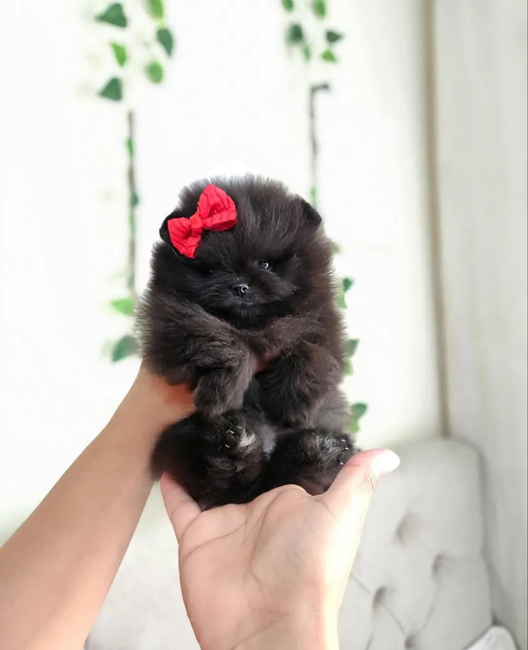 Luluzinha fêmea