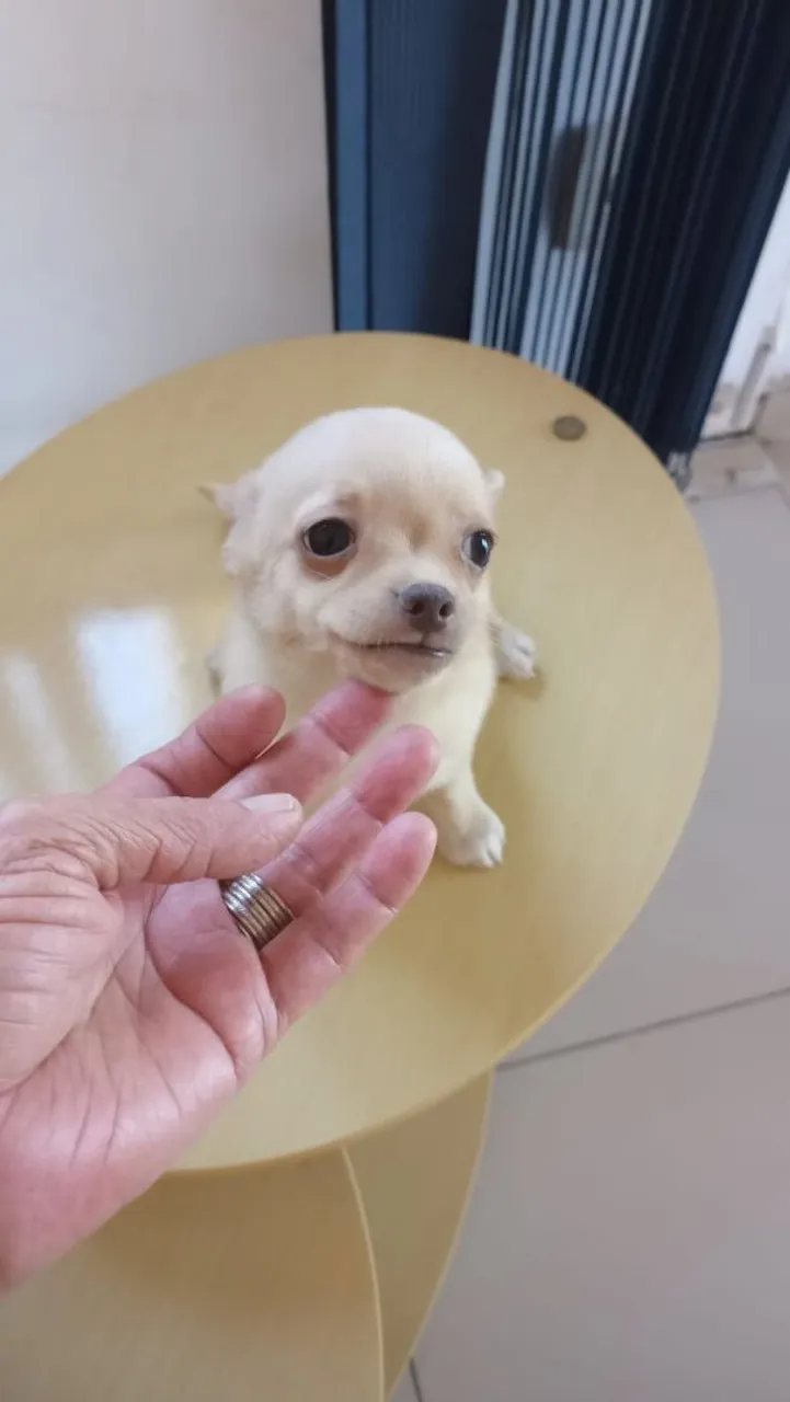 Chihuahua macho