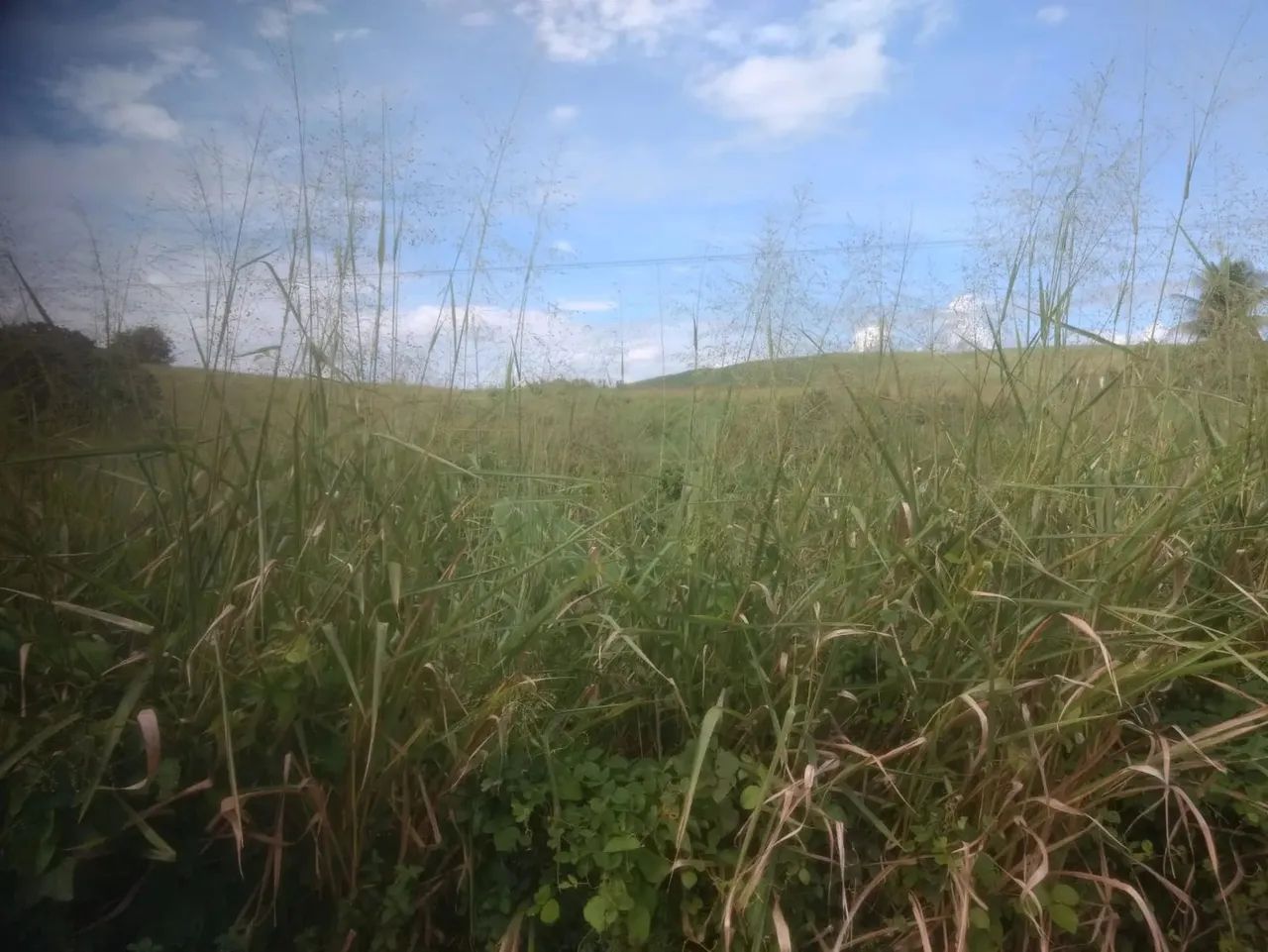 Vendo uma Propriedade em Palmares, 900 hectares, R$: 25.000 - Foto 2