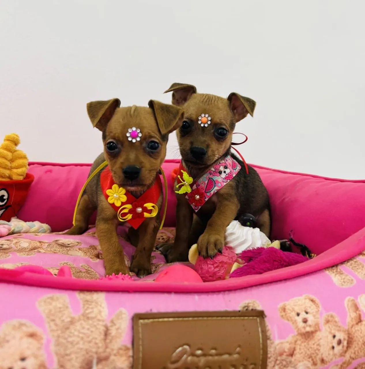 Filhotes de Pinscher Miniatura à Venda - Foto 3