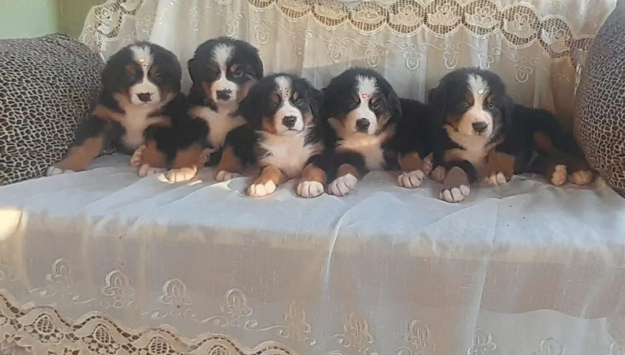 Filhotes de Boiadeiro de Berna - Foto 3