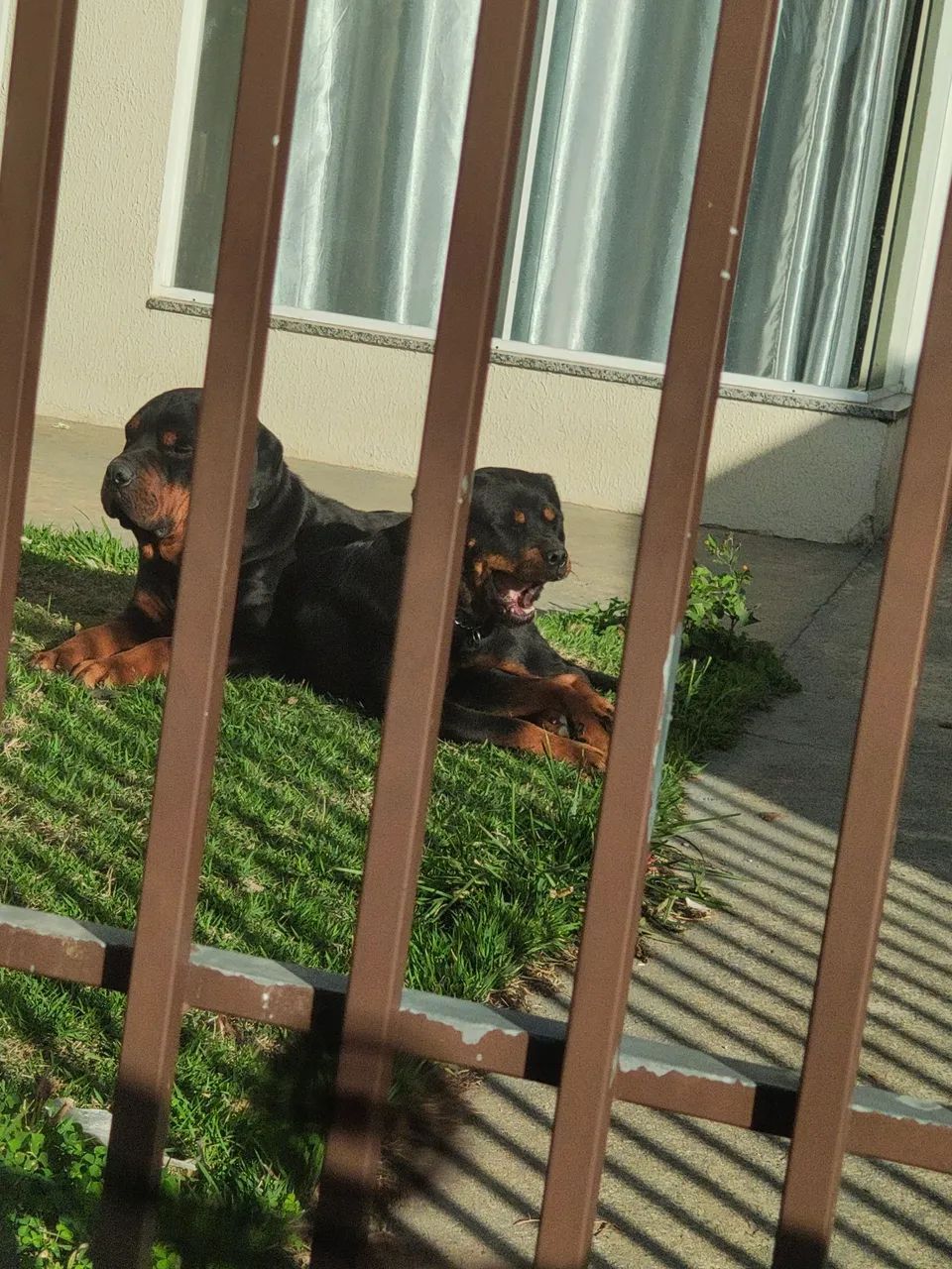 Filhotes de Rottweiler  - Foto 6