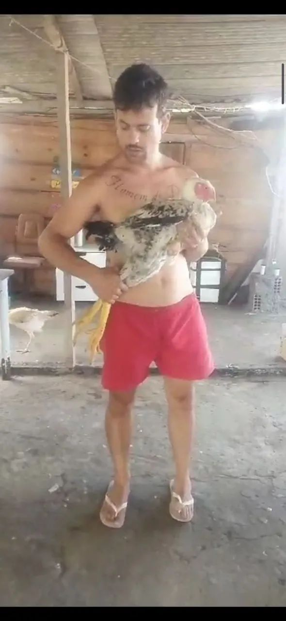 Galo INDIO GIGANTE - Campeão! - Foto 5