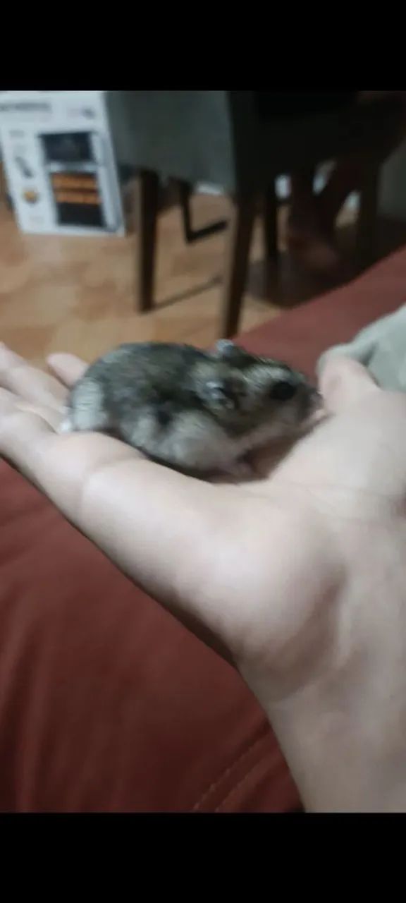 Hamster chinês - Foto 4
