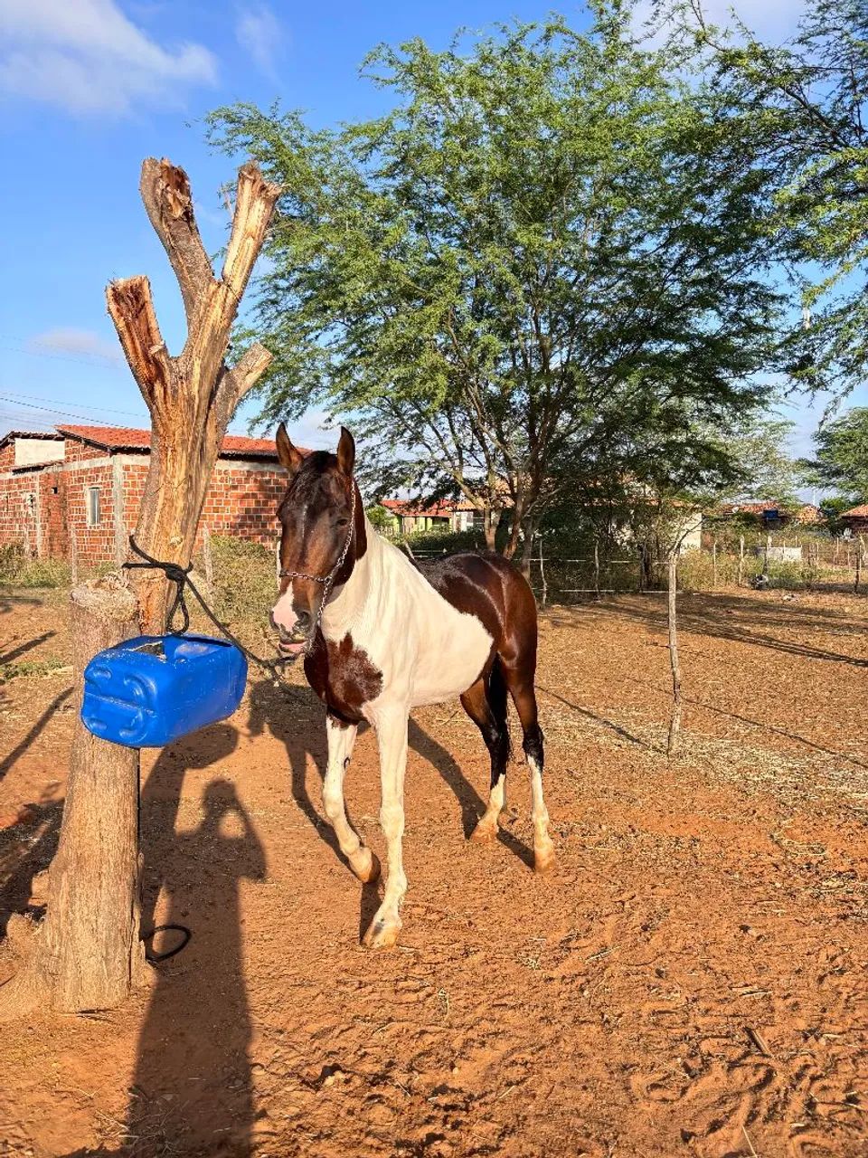 Cavalo MM genuíno de macha picada para venda - Foto 4
