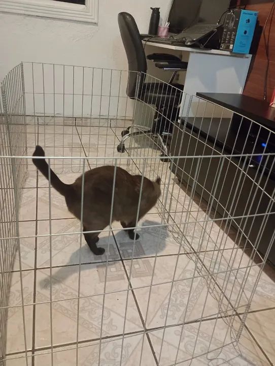 Cercadinho cachorro - Foto 6