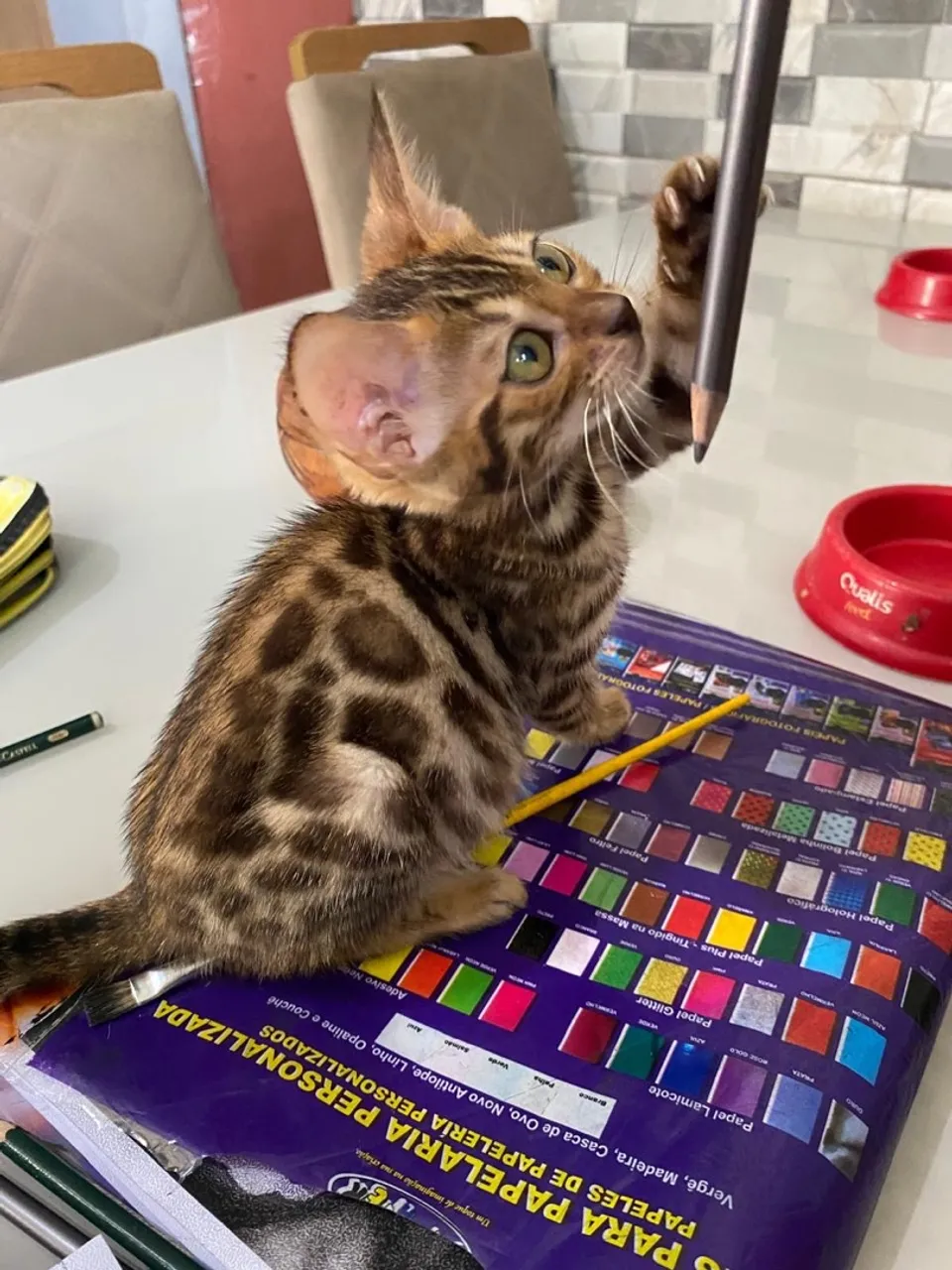 Gato Bengal