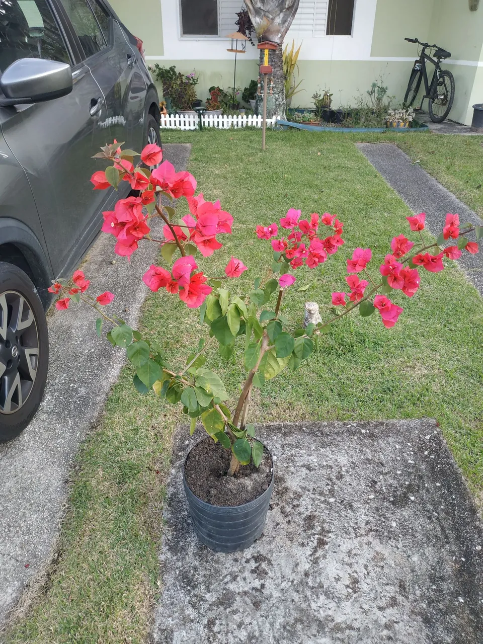 Flor Bougainvillea Primavera três Marias cor rosa - Linda e florida!