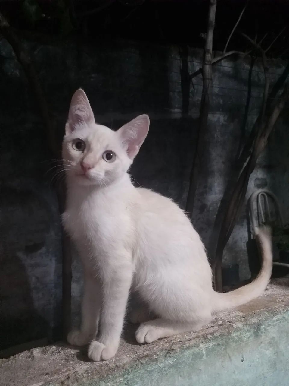 Doa-se. Fêmea. Três meses.