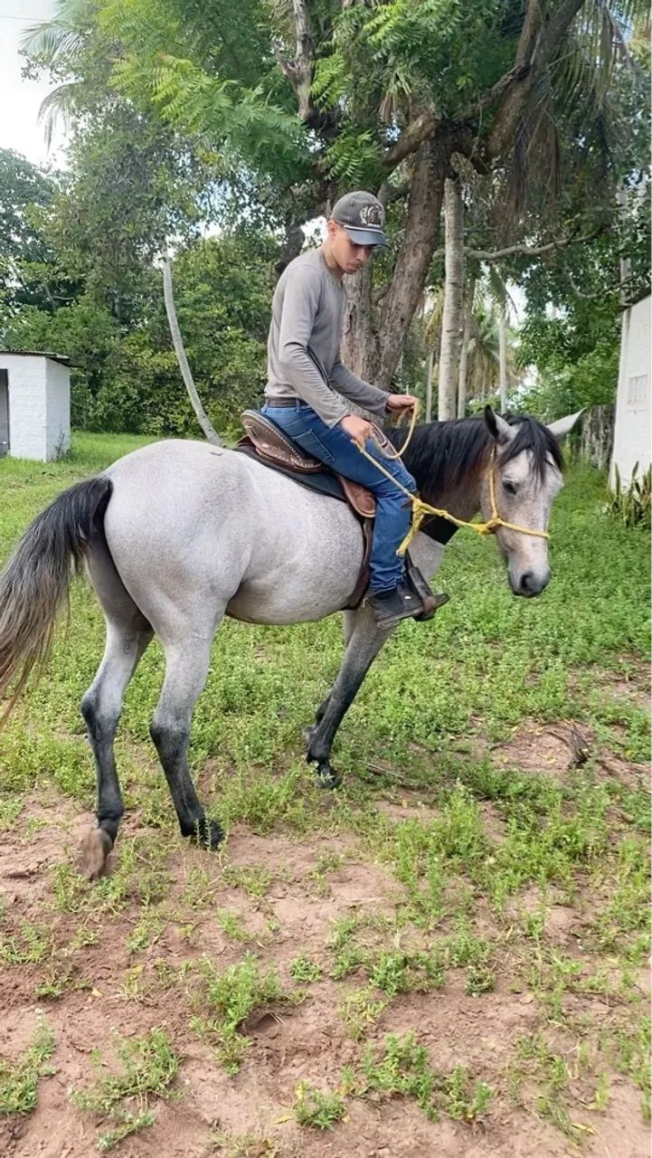 Potro 2 anos e meio  - Foto 4