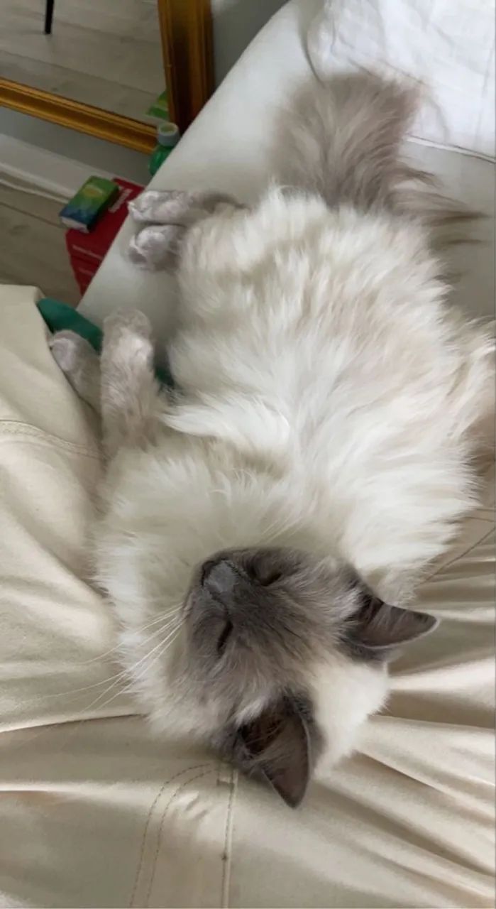 Lindo Filhote Ragdoll - Carinhoso e Sociável! - Foto 3