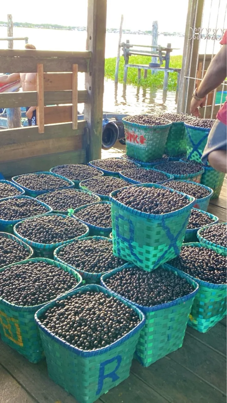 Açaí fresco do Pará - Direto do produtor
