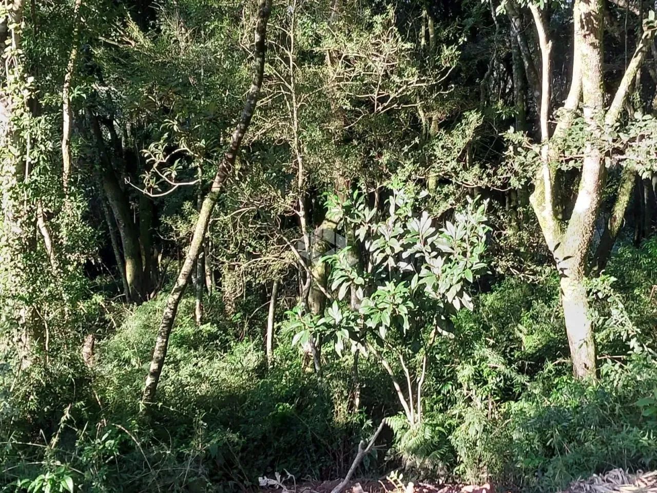 Área de terra de 02 hás agricultável - Foto 15