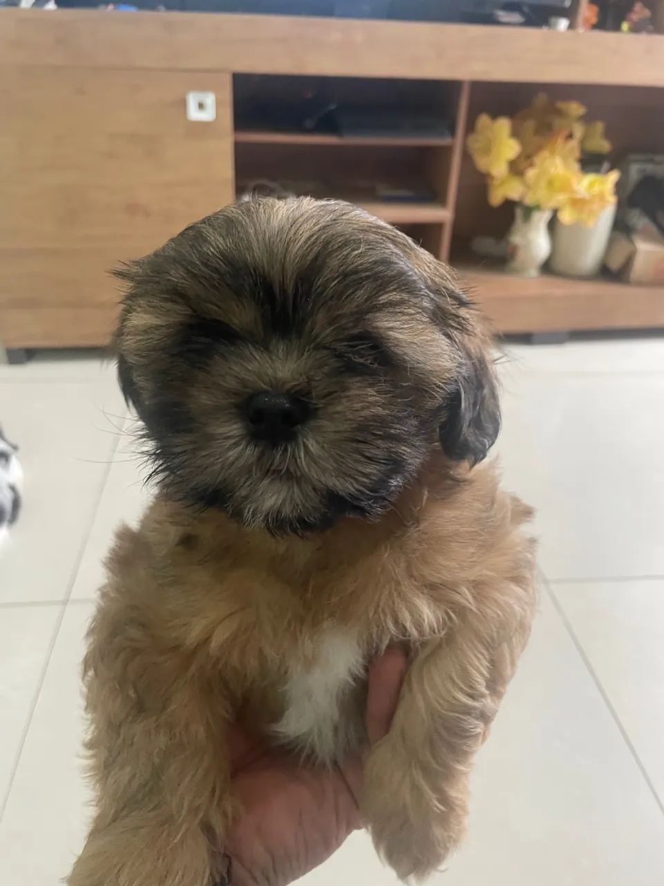 Filhote Shih Tzu lindíssimo macho  - Foto 3